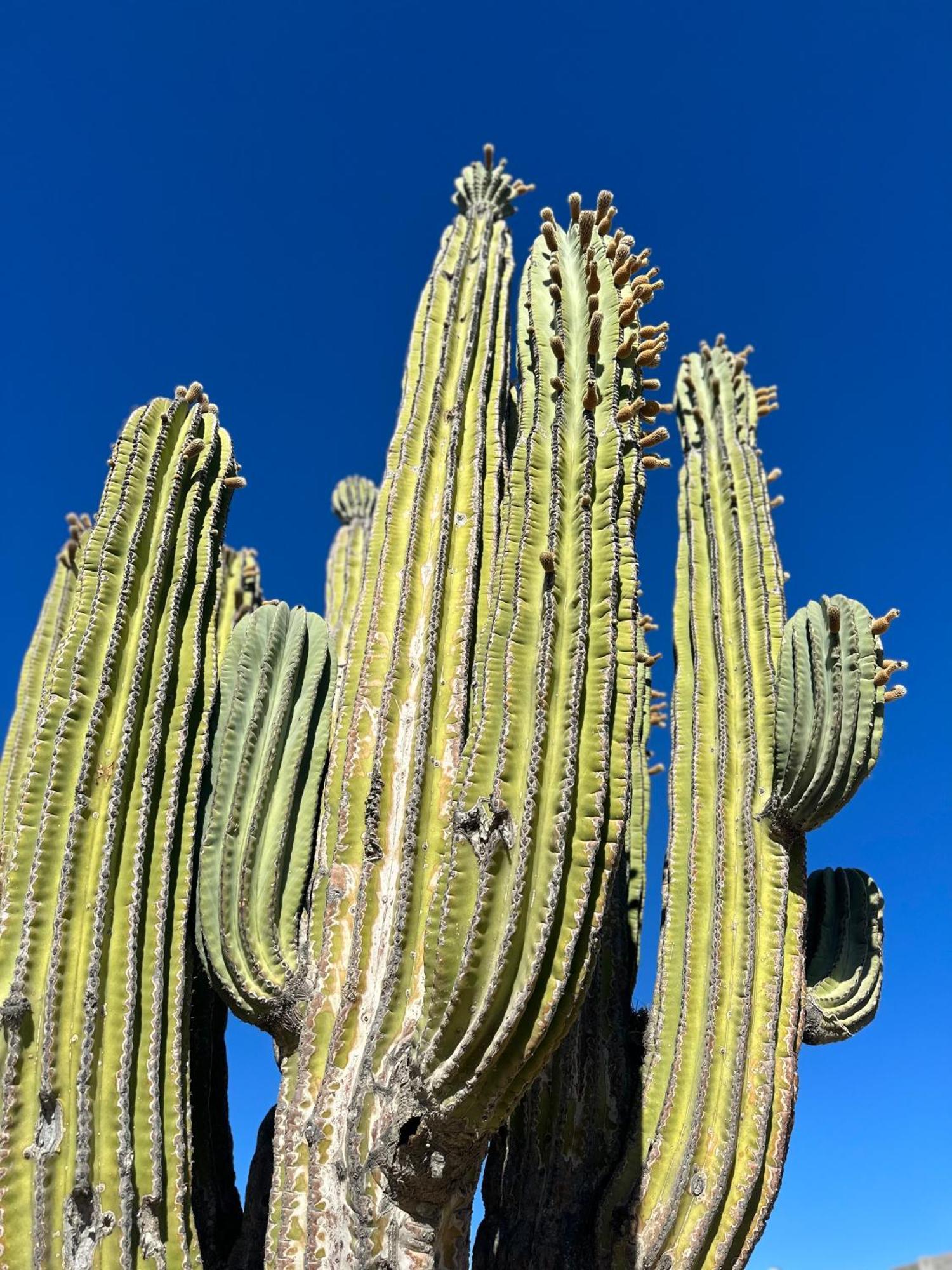 Changomango La Ventana エクステリア 写真